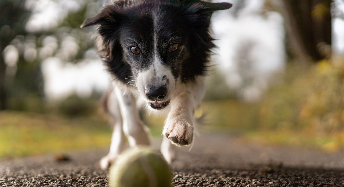 DOG EXERCISING PLAYING FETCH