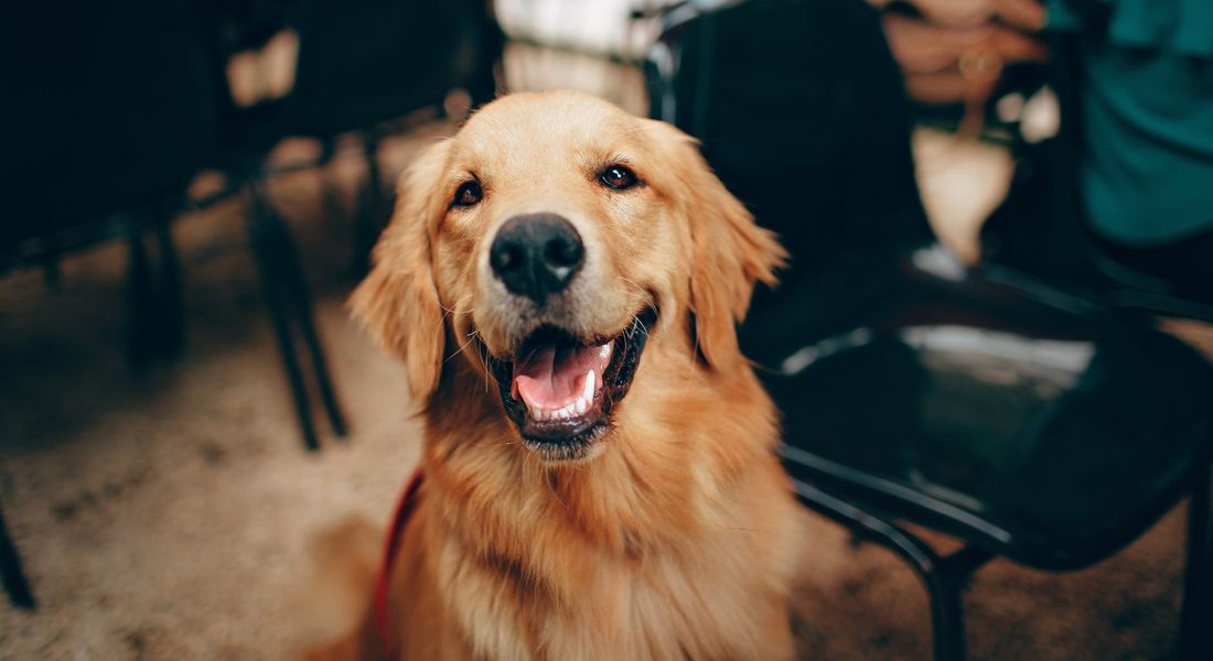 Did Dogs Develop Eyebrows To Communicate Better With Humans?